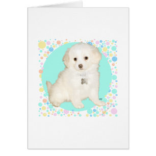 Chiot mélange Poodle / Bichon célèbre la vie
