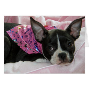 Chiot mignon de Boston Terrier
