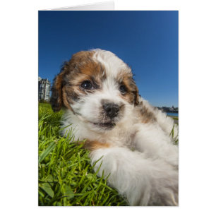 Chiot mignon (Shitzu)