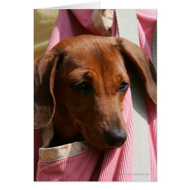 Chiot miniature à poil lisse (Devant)