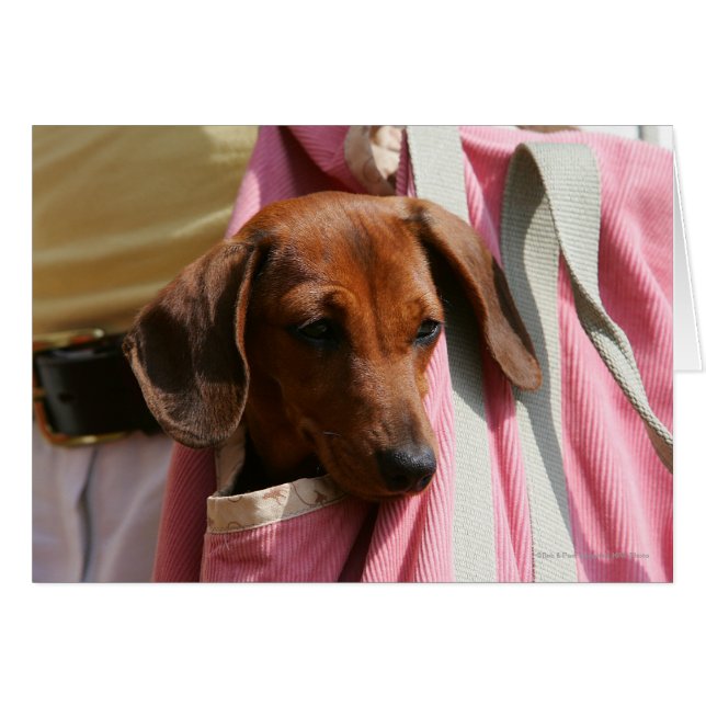 Chiot miniature à poil lisse (Devant horizontal)