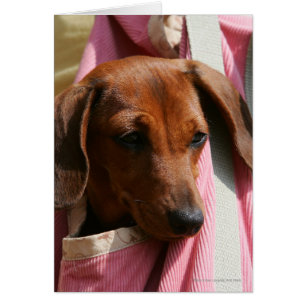 chiot miniature Lisse-haired de teckel