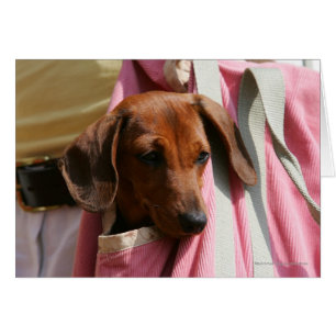 chiot miniature Lisse-haired de teckel
