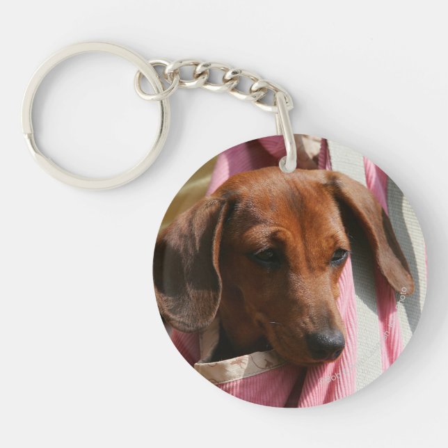 chiot miniature Lisse-haired de teckel (Devant)