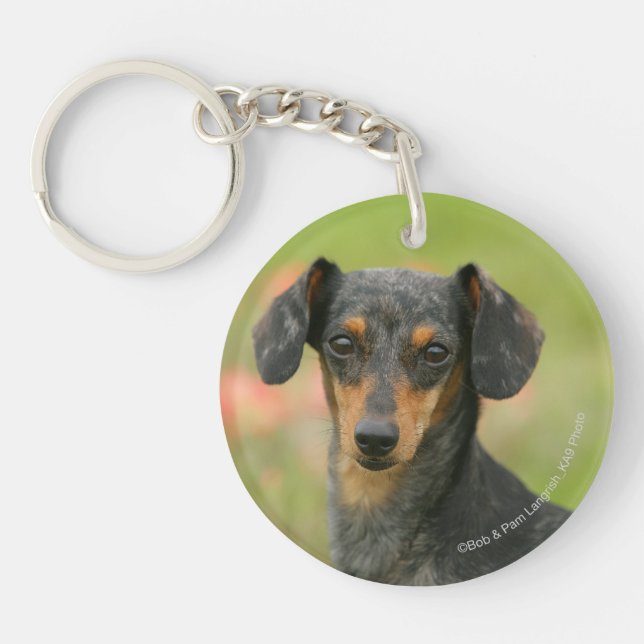chiot miniature Lisse-haired de teckel regardant (Devant)