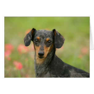 chiot miniature Lisse-haired de teckel regardant