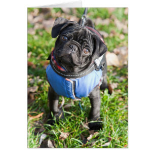 Chiot noir de carlin utilisant une veste