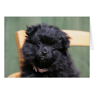 Chiot noir de Pomeranian