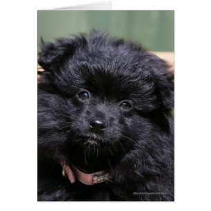 Chiot noir de Pomeranian