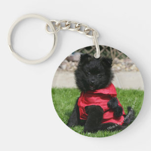 Chiot noir de Pomeranian regardant