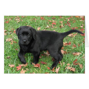 Chiot noir du laboratoire