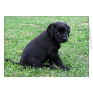 Chiot noir du laboratoire