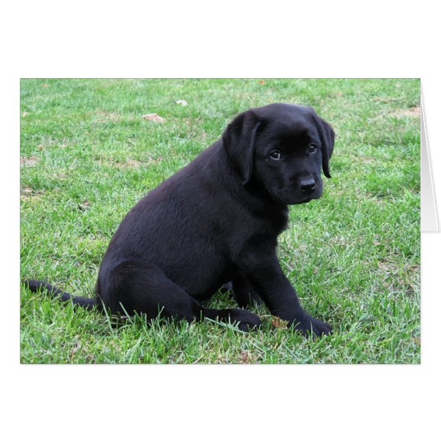 Chiot noir du laboratoire (Devant horizontal)
