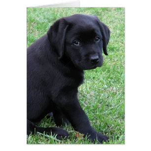 Chiot noir du laboratoire