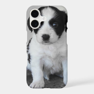 Chiot noir et blanc adorable