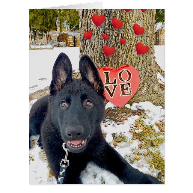 Chiot noir GSD avec Coeurs & Big Love Valentine (Devant)