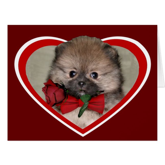 Chiot poméranien de Saint-Valentin (Devant horizontal)