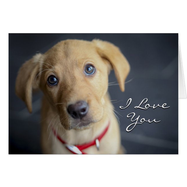 Chiot Red Fox Labrador (Devant horizontal)