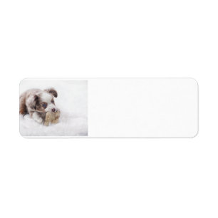 chiot rouge australien de merle