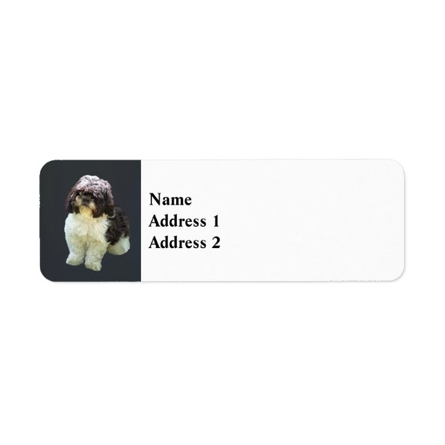 Chiot Shih Tzu Adorable (Devant)