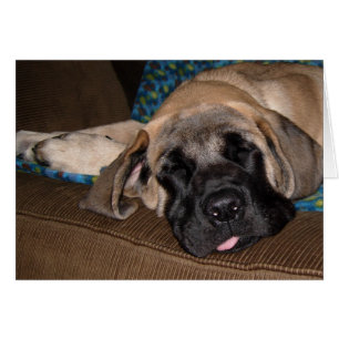 Chiot surdimensionné adorable