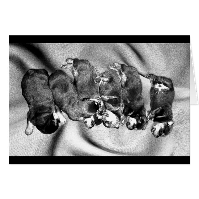 chiots à tête blanche (Devant horizontal)