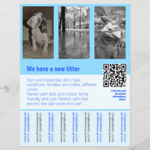 chiots à vendre prospectus avec code QR
