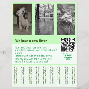chiots à vendre prospectus modèle code QR