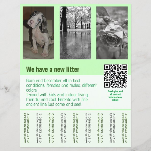 chiots à vendre prospectus modèle code QR (Devant)