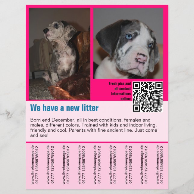 chiots à vendre prospectus modèle code QR (Devant)