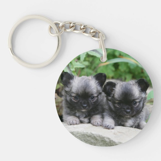 Chiots aux cheveux longs de chiwawa (Devant)