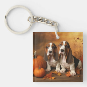 Chiots Basset Hound Délice d'Automne Citrouille 