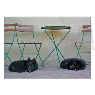 Chiots belges de berger