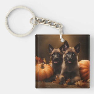 Chiots Berger Belge Délice d'Automne Citrouille