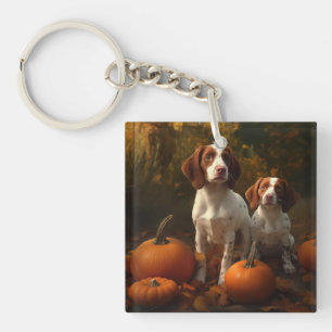 Chiots Brittany Spaniel Délice d'Automne Citrouill