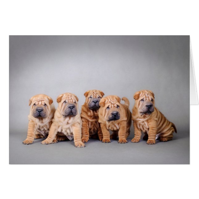 Chiots chinois Shar Pei (Devant horizontal)
