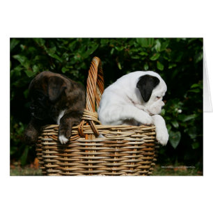 Chiots de boîte dans le panier