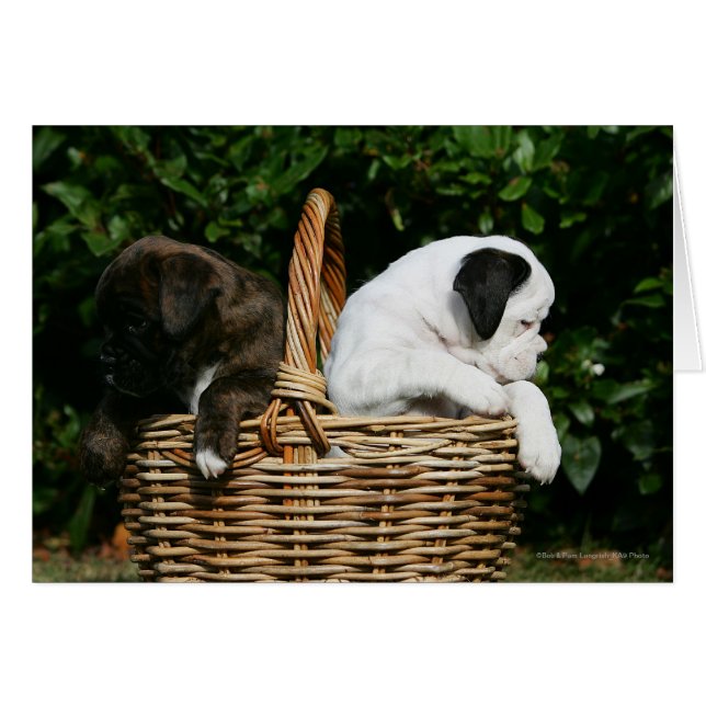 Chiots de boîte dans le panier (Devant horizontal)
