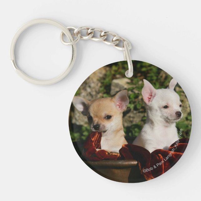 Chiots de chiwawa (Devant)