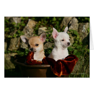 Chiots de chiwawa