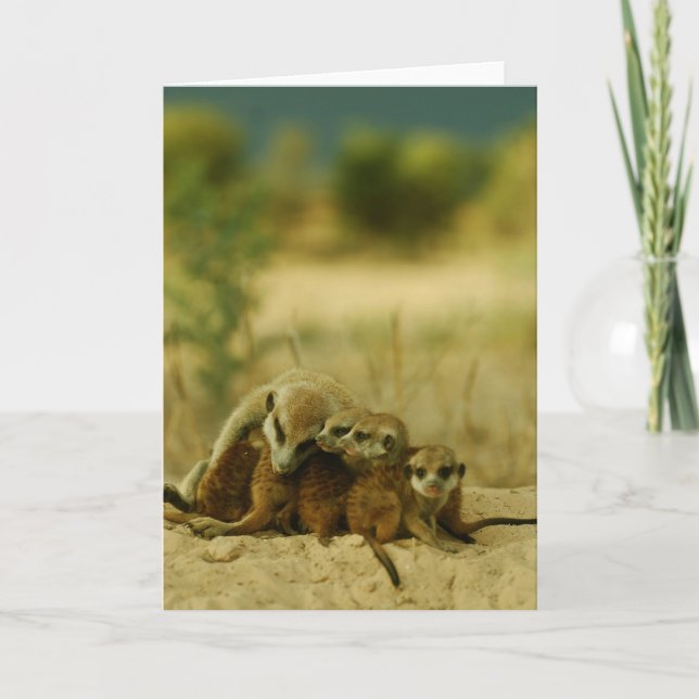 Chiots de favoris - carte 19 de KMP (Devant)