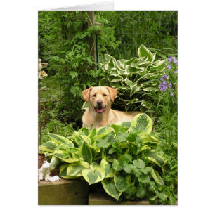 Chiots de floraison