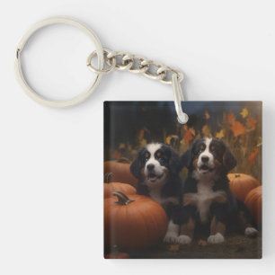 Chiots de montagne bernois Délice d'automne citrou