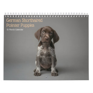 Chiots de Pointer Allemand à Poil Court Calendrier