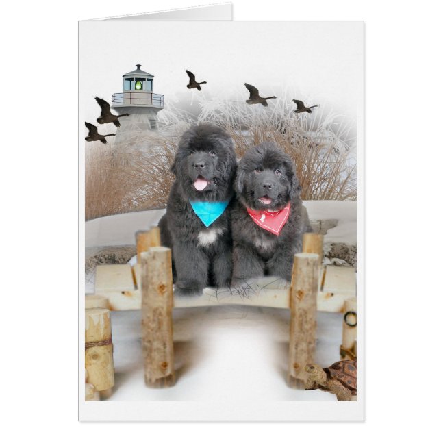 Chiots de Terre-Neuve sur des cartes de plage (Devant)