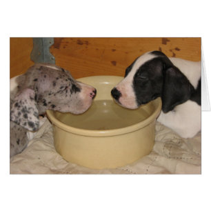 Chiots 'deux Tired de great dane