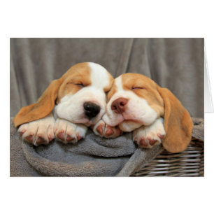 Chiots endormis