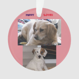 Chiots et SIS