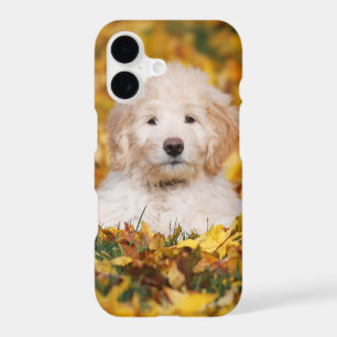 Chiots Goldendoodle dans les feuilles d'automne