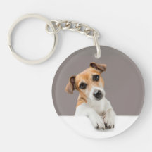 Chiots Jack Russell Mignon Adorable Bébé Jack
